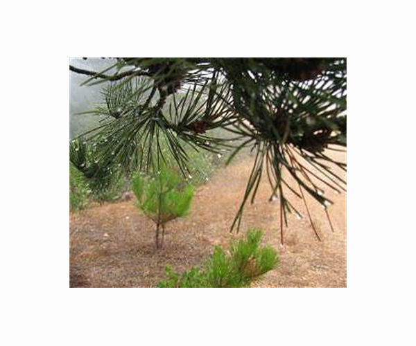 Pine needles evolved to help trees cope with rainfall