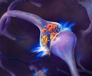 Princeton scientists identify neural activity sequences that help form memory, decision-making