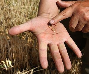 Salt-loving wheat could help ease food crisis