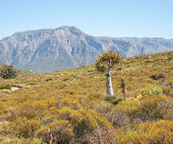 Enhanced Dryland Monitoring Through Combined Remote Sensing Techniques