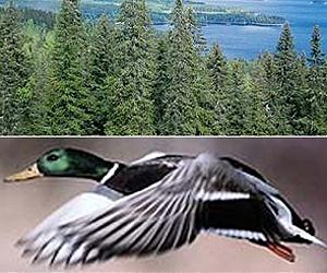 Global warming good for trees, bad for ducks: studies
