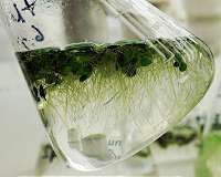 Plant research could benefit wastewater treatment, biofuels and antibiotics