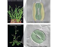 Feeding the world by rewiring plant mouths