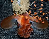 Plastic found in deepest ocean animals
