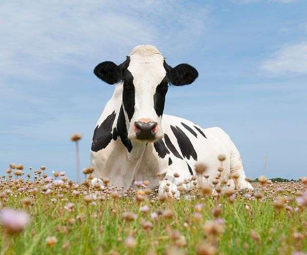 To the moo-n: cow dung fuels Japan's space ambitions