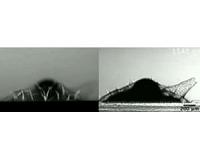 Sponge cells build skeletons with pole-and-beam structure