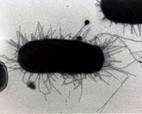 Antibody's unusual abilities might inspire vaccine strategies