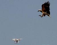Born killers: French army grooms eagles to down drones