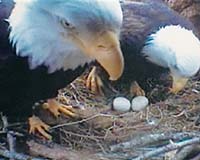 Eagle Nest Webcam A Huge Hit