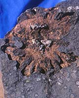 Queen's Discovery Sheds New Light On Ancient Temperatures