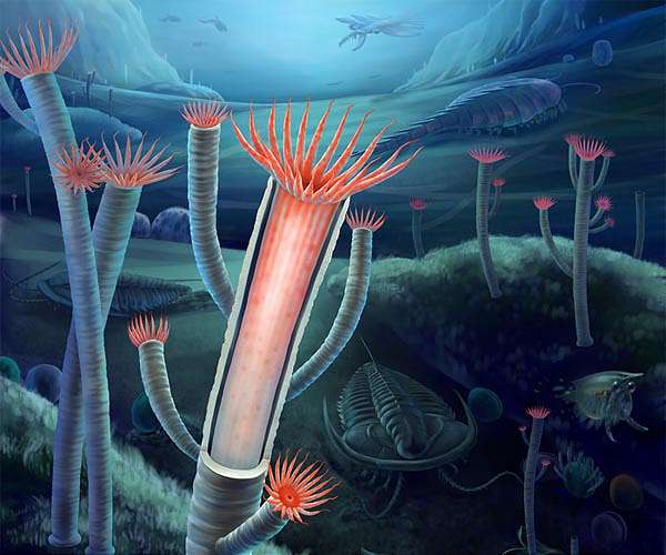 Ancient sea creatures may have navigated using Earth's magnetic field