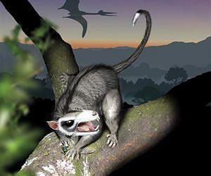 Some mammals used highly complex teeth to compete with dinosaurs