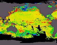 NASA Data Shows Hurricanes Help Plants Bloom In Ocean Deserts