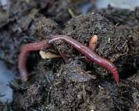 Earthworms could be a threat to biodiversity
