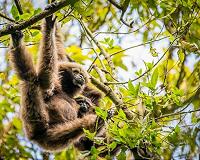 Many more species at risk from Southeast Asia tree plantations, study finds