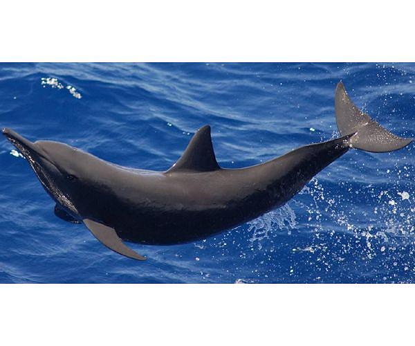 Human whistled languages may help decipher dolphin communication