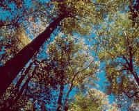 North American forests unlikely to save us from climate change