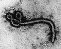 Pattern Of Human Ebola Outbreaks Linked To Wildlife And Climate