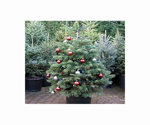 German climate activists cut top off Christmas tree