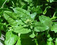 Plants convert energy at lightning speed