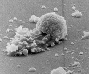 Cells are crawling all over our bodies, but how?