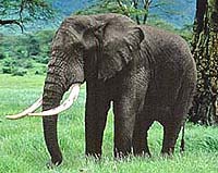 Asia Makes Strides In Protecting Wildlife, But Some Species Appear Doomed
