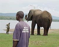 Poachers turn gamekeeper to guard Rwandan gorillas
