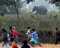Hunter fells elephant that killed 15 in India