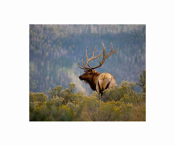 Elk could return to UK after 3,000 years as plan wins funding