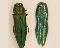 Tiny Asian beetle wreaks havoc on N. America trees