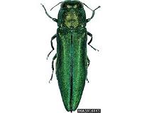 Emerald ash borers were in US long before first detection