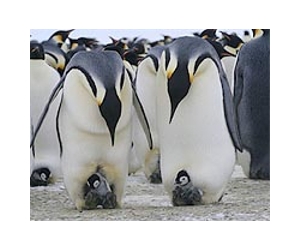 Young penguins dying due to lack of food: study