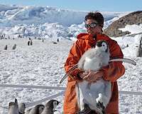 Are emperor penguins eating enough?