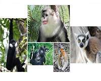 Demand for agricultural products pushing primates to brink of extinction