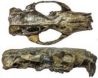 Ancient rodent's brain was big ... but not necessarily 'smart'