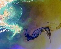 BP oil spill caused dolphins' lung disease, deaths: study