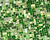 Challenges To Choosing The Best Cultivars For Crop Production