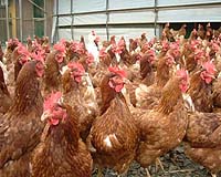 Bird-Flu System Action-Ready