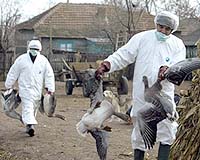 New Romanian Flu Outbreak Beyond Danube Delta