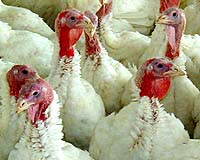 Poultry Flu Vaccines Need Independent Control: FAO