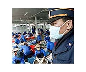 Vietnam slaughters poultry over bird flu fears