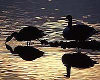 Bad News In British Columbia; Hope In Vietnam For Bird Flu