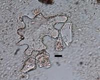 Tiny plant fossils a window into Earth's ancient landscape