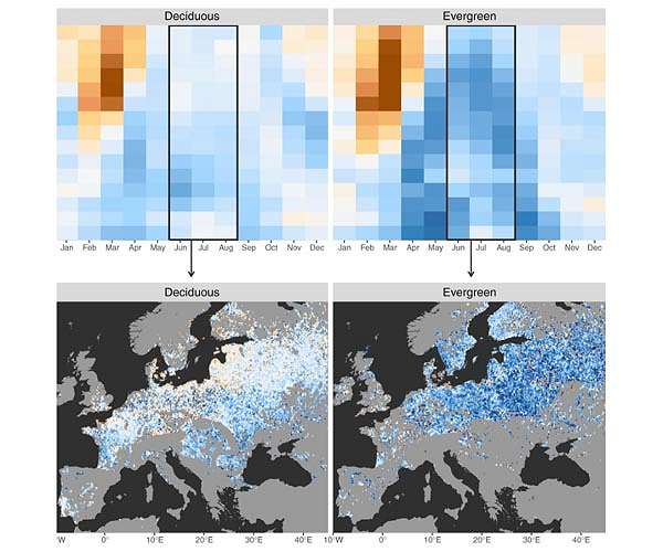 Satellites reveal how forests increase cloud and cool climate