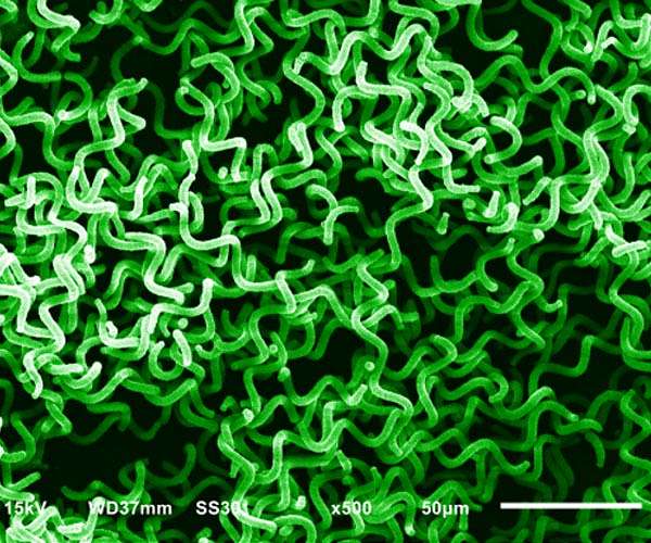 Researchers cultivate microalgae for biofuel production