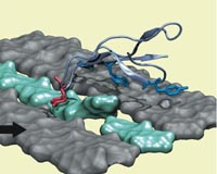 Cellulose-Munching Microbe At Heart Of New Bioethanol Company