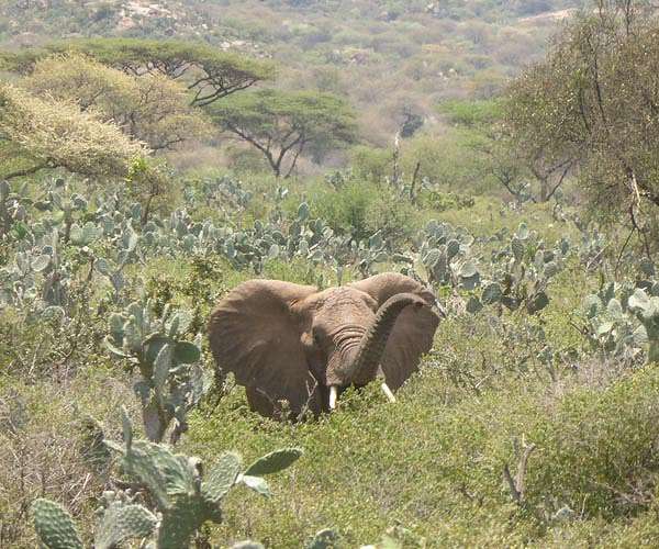 African nations meet on 'critical' nature conservation