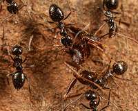 Ethiopian ant shows signs of dominance, poised for global invasion