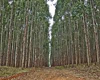 Eucalyptus gets the chop after deadly Portugal forest fires