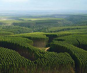 Taking Stock Of Georgia State Forests
